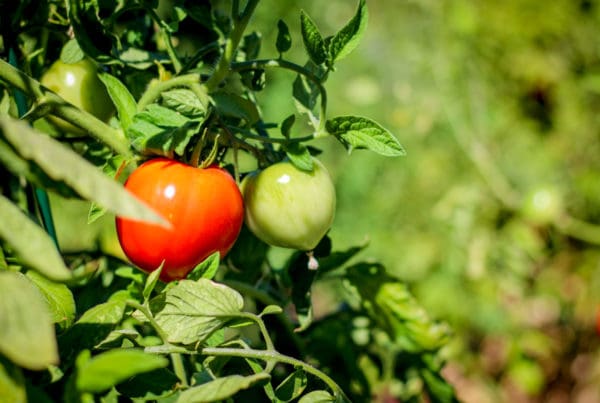 Garden-grown Tomatoes