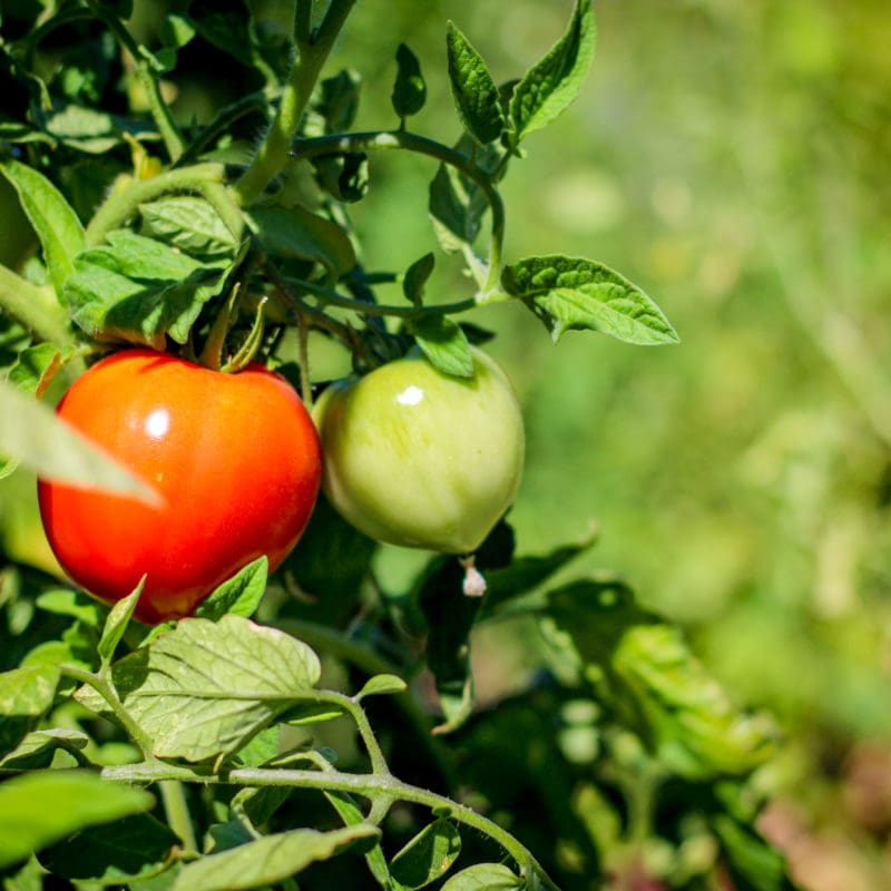 It's Garden Time!